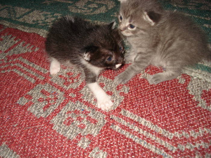 DSC09684 - ANIMALUTELE MELE