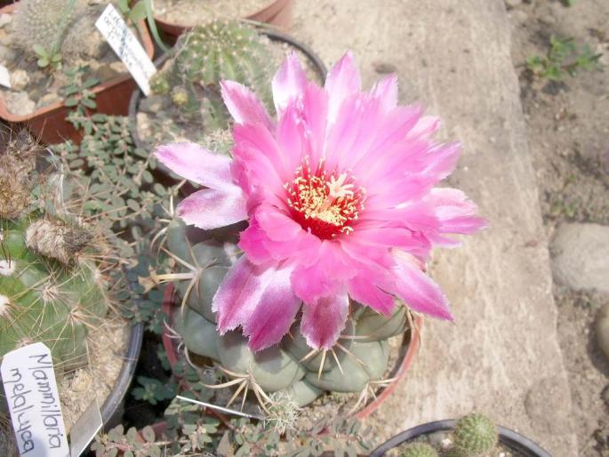  - Coryphantha