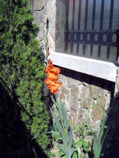 alta gladiola