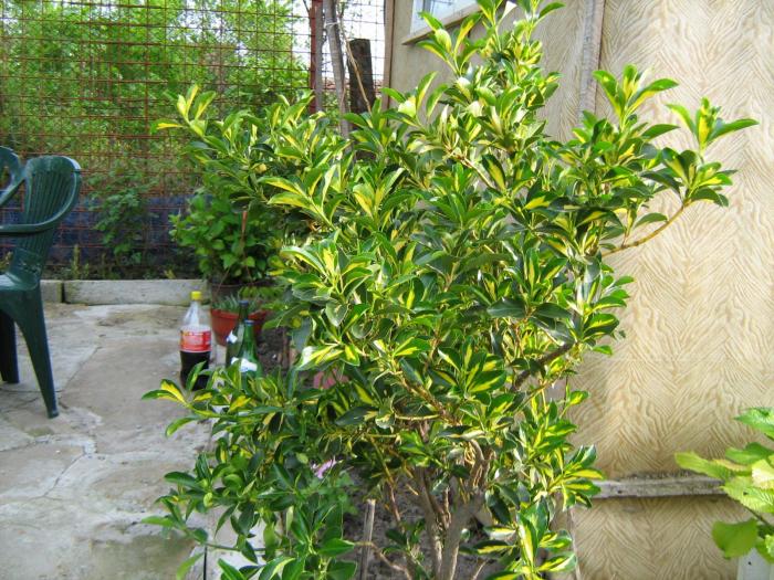 Euonymus japonicus - Plante exotice in 2008