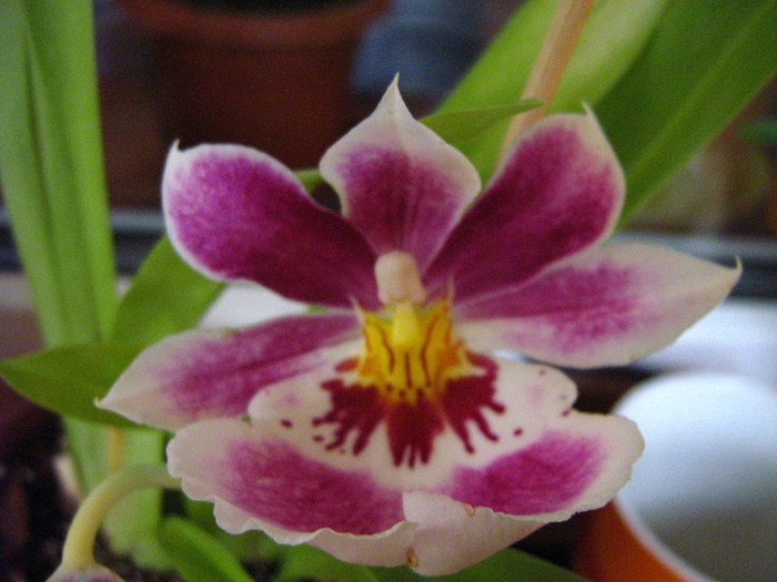 IMG_0029 - orhidee