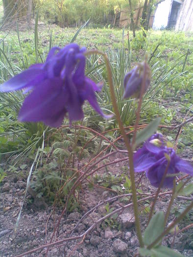 aquilegia - FLORI -2009