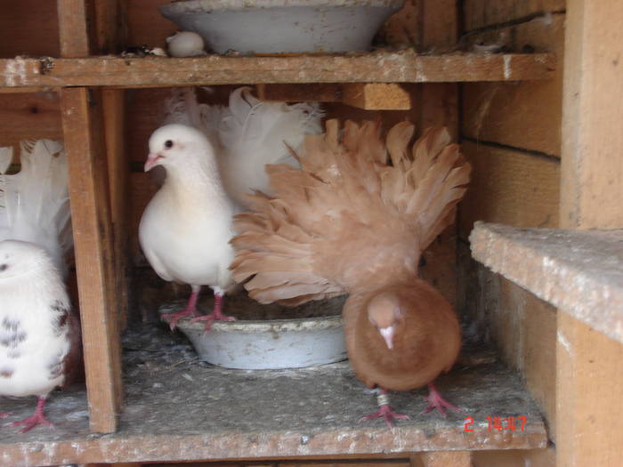 148 - D Porumbei Voltati Vechi