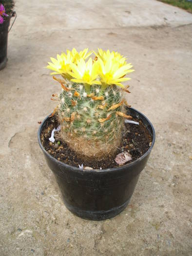 dolichotele baumii - colectia mea de cactusi