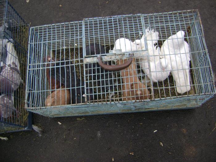 DSC05710 - Expozitie Sancraiu de Mures 2009 - Targ