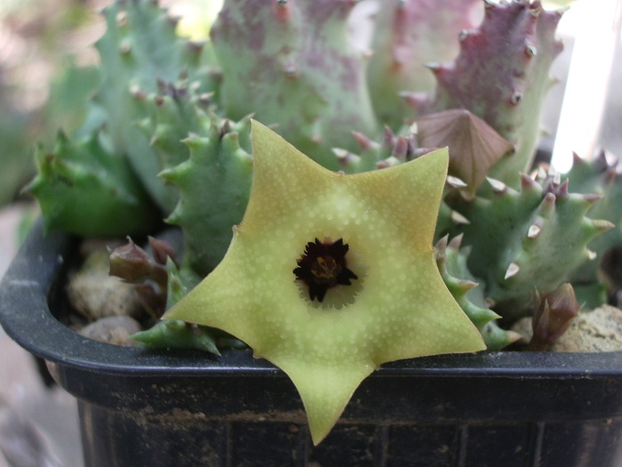 Huernia primulina - Asclepiadaceae