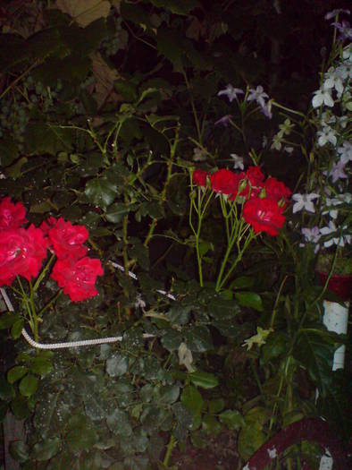 DSC02129 - Trandafiri