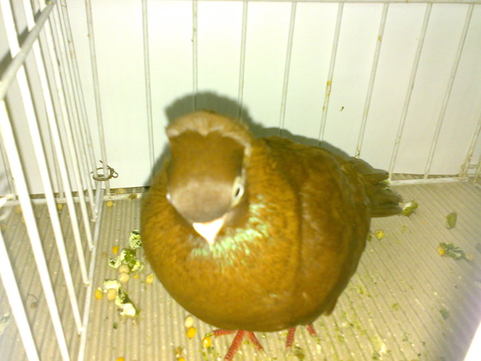 ardeal m 16 - 1509 rom juc 1