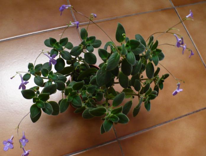 P1080343 - STREPTOCARPUSI