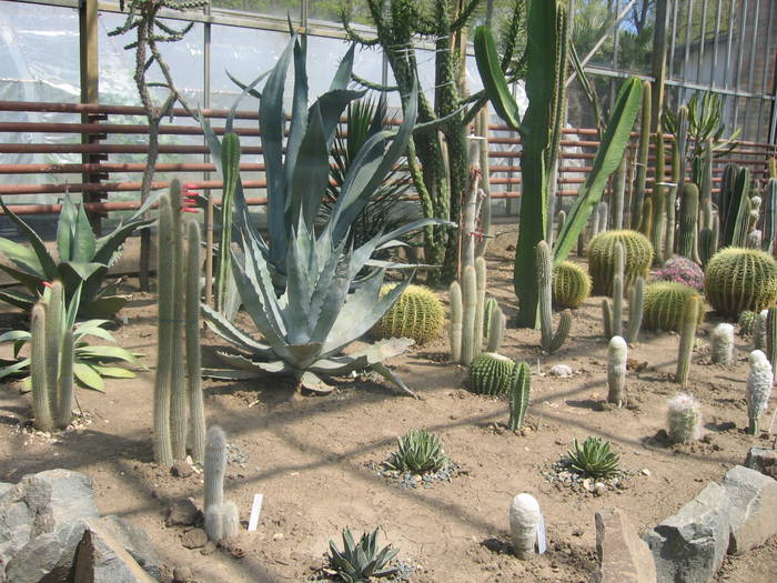 plante la sol - Cactusi la Constanta