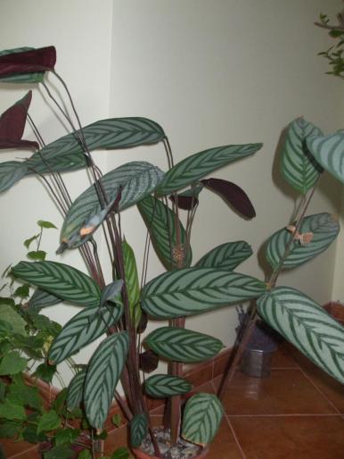 maranta; maranta
