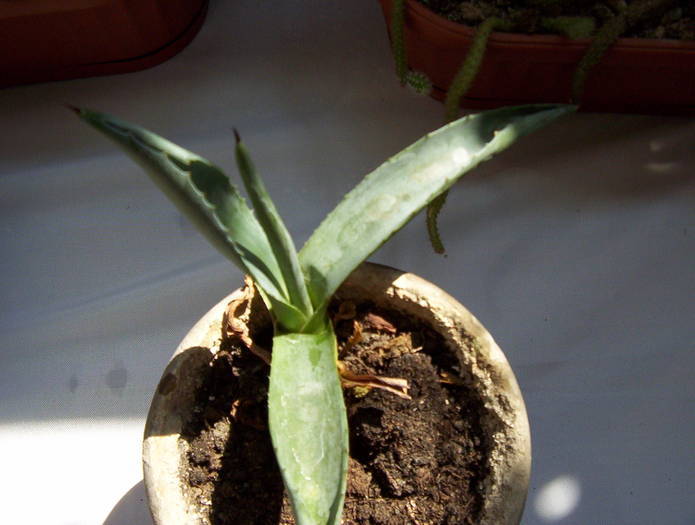 Aloe - CACTUSI SI SUCULENTE