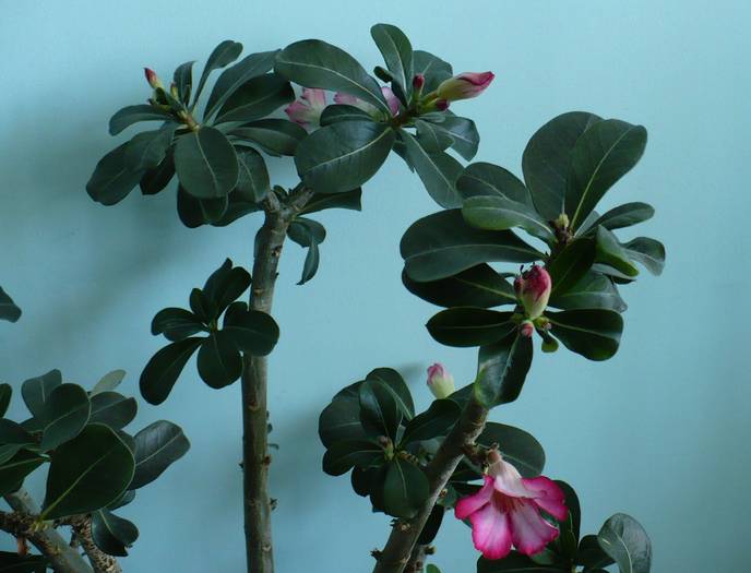 P1110784 - ADENIUM OBESUM