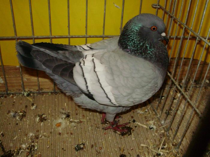 07173 modenezg 0