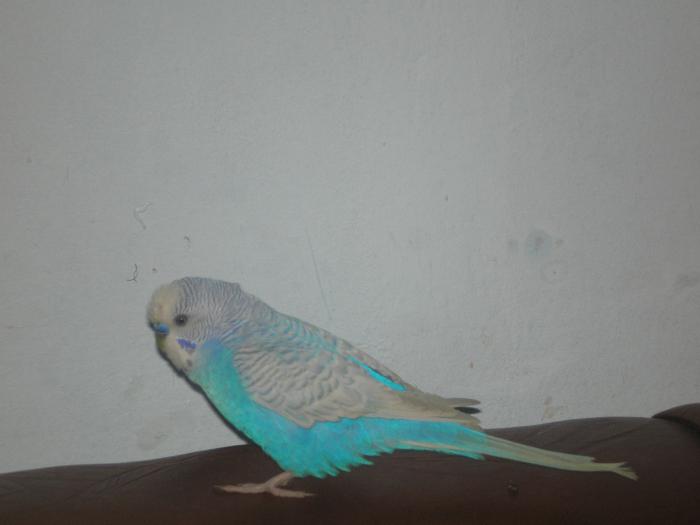 P9150059 - Papagalul meu