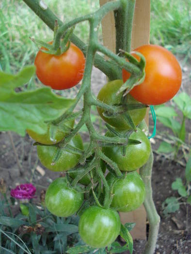 Tomato Sweet Million (2009, July 10)