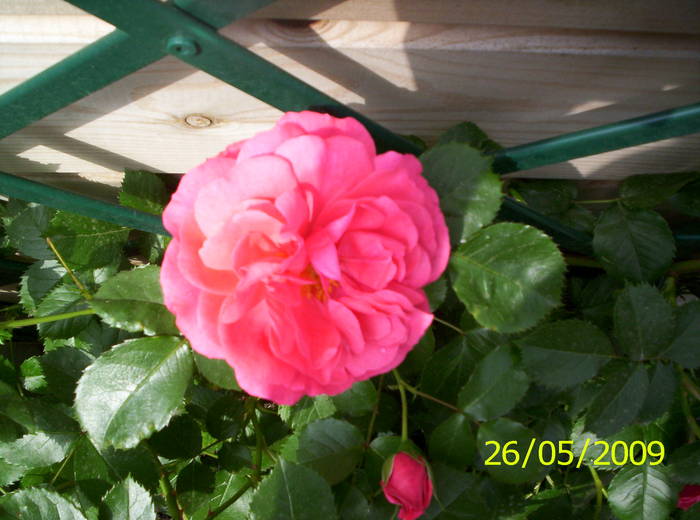 Trandafir Rosarium Uetersen 26 mai 2009 (3) - trandafiri
