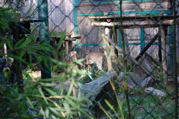 DSC_0065 - zoo amneville
