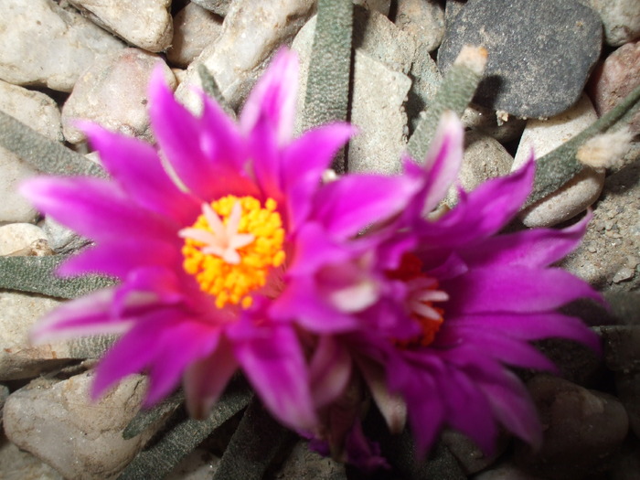 DSCF0735 - cactusii mei