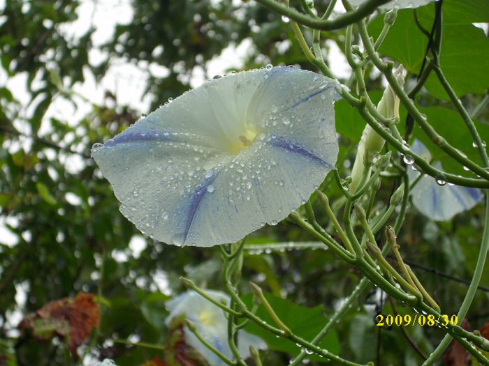 DSCI0565 - ipomoea-zorele