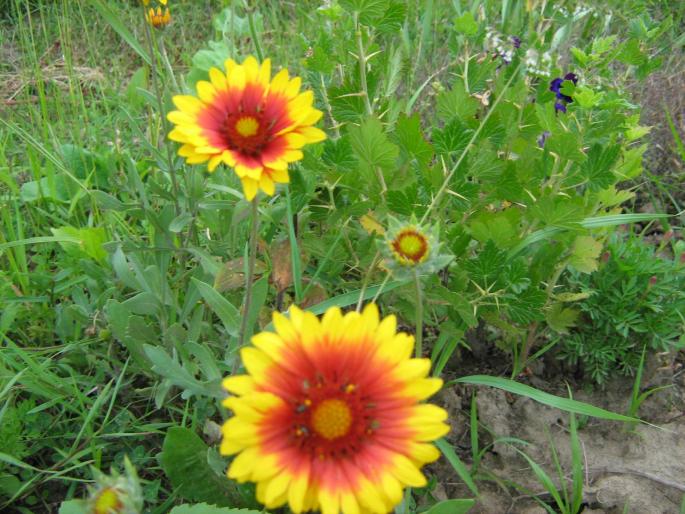 Gaillardia