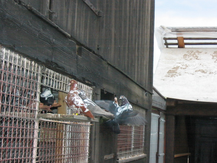 Picture 157 - Zburator Tippler englez