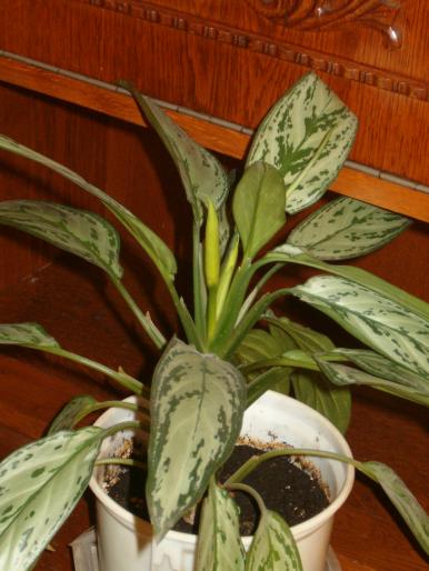 aglaonema-boboci - diverse