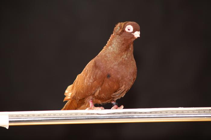 Picture 074 - jucatori de constanta