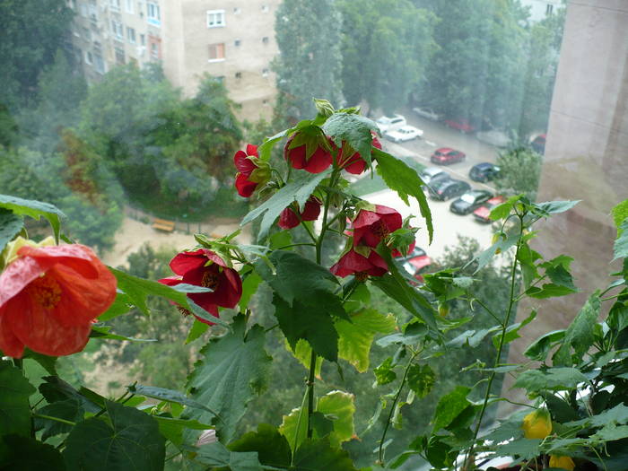 P1140777 - ABUTILONI