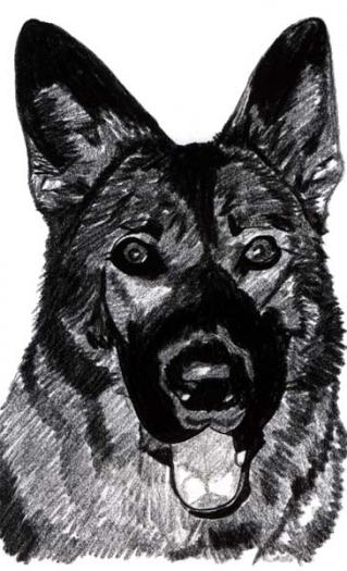American Tundra Shepherd