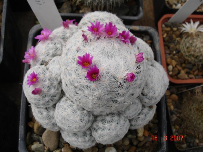 Mammillaria herrerae - Cactusi la Constanta