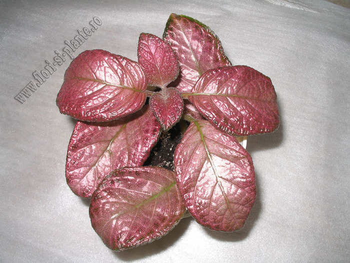 Episcia Country Clown 3 - EPISCIA