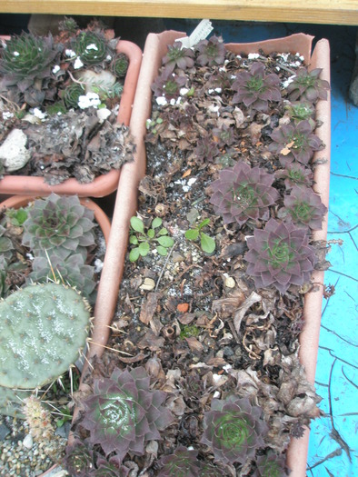 Sempervivum calcareum - culori de iarna - plante de exterior - 2009 - 2010
