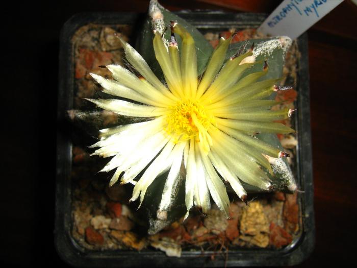 Astro.myriostigma hb. - Astrophytum