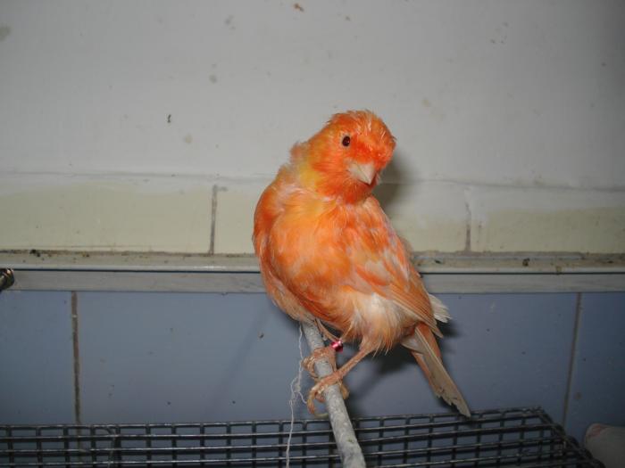 DSC00689 - canari