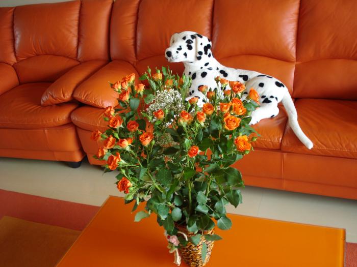 Din partea sotului,de ziua mea!