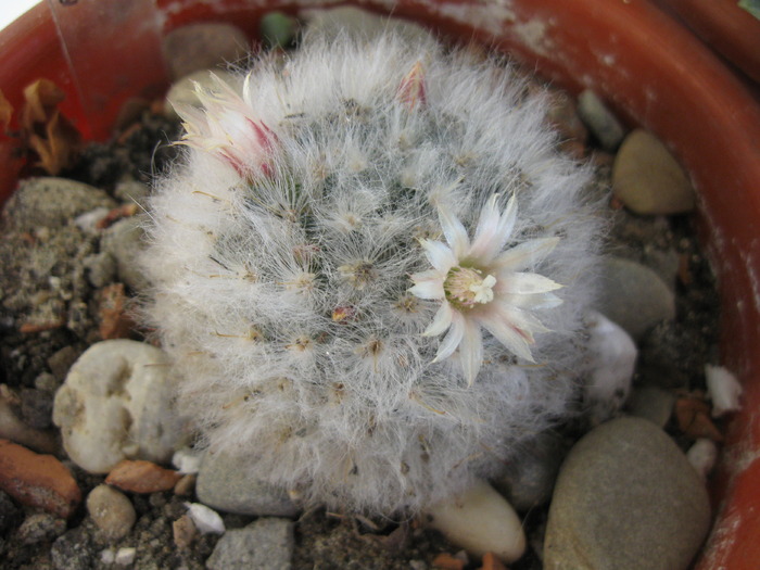 M.bocasana v.multilanata-flori - Mammillaria