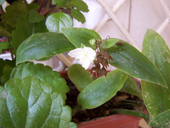 Tradescantia inflorita