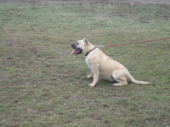 DSCF1400 - snoopyfightdogo  canario