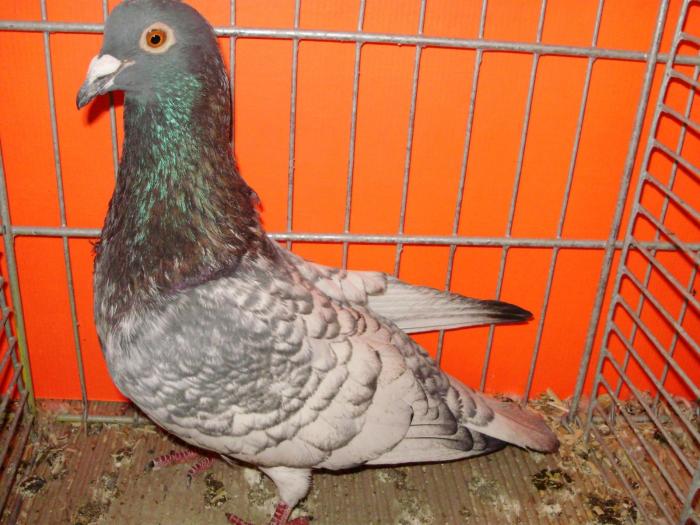 02993xb briver schwartzkopfe 1 02993xb briver schwartzkopfe 1