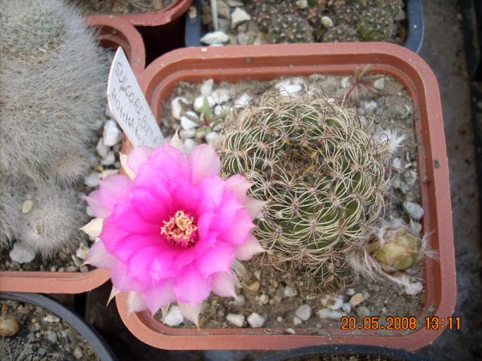 Sulcorebutia hohmanniana