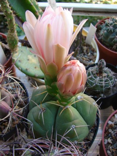 Gymnocalycium horstii - Cactusi la Mangalia