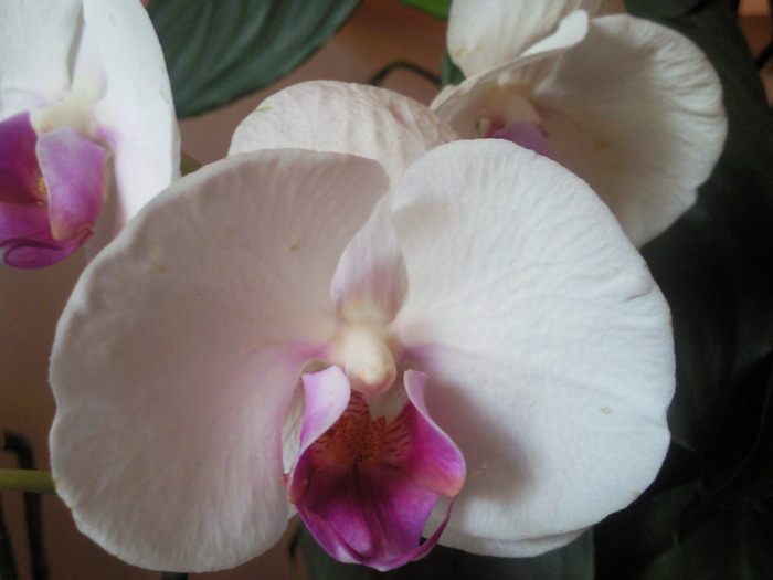 Photo0602 - orhidee