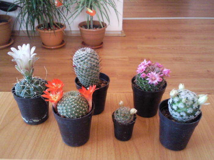 cactusi, mai 09 - Colectie cactusi