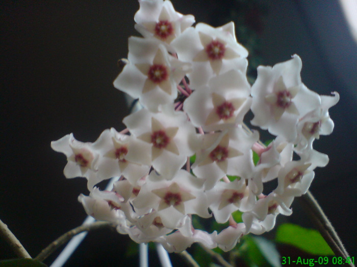 Hoya fungii - Hoya