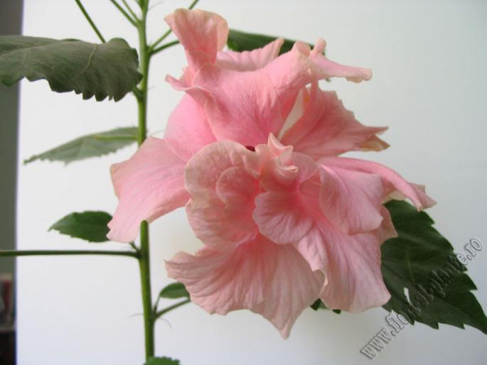 Hibiscus roz pal 4 - Hibiscus