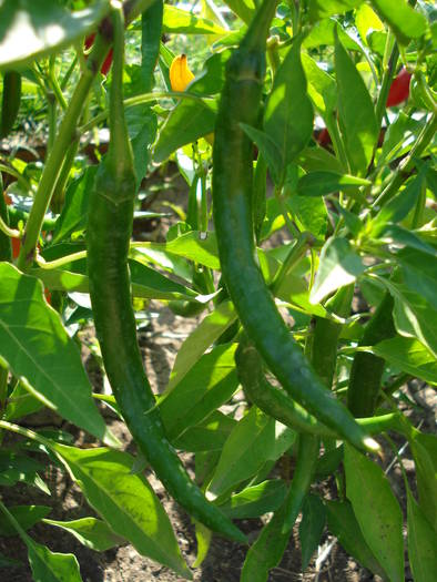 Tokyo Hot Pepper (2009, August 11)