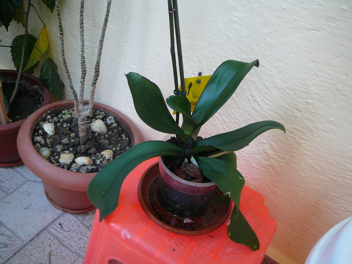 Phalaenopsis - ORHIDEE