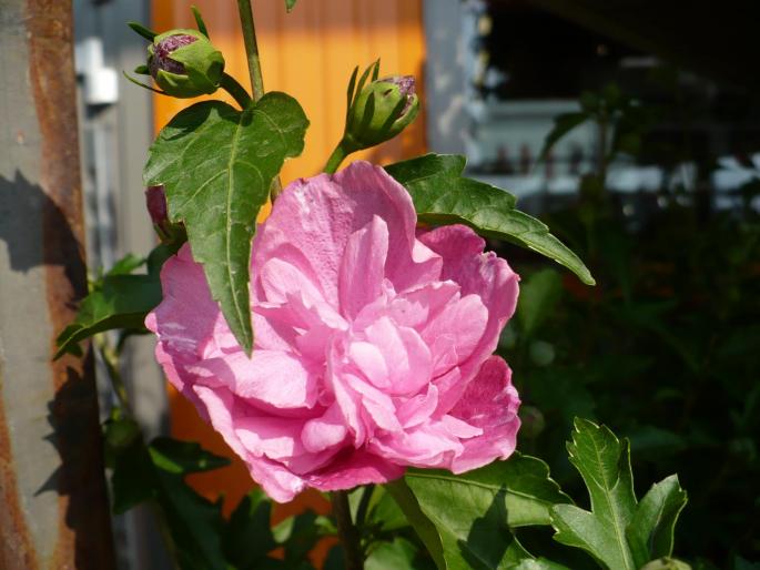 Hibiscus syriacus involt - 22 iulie 2008