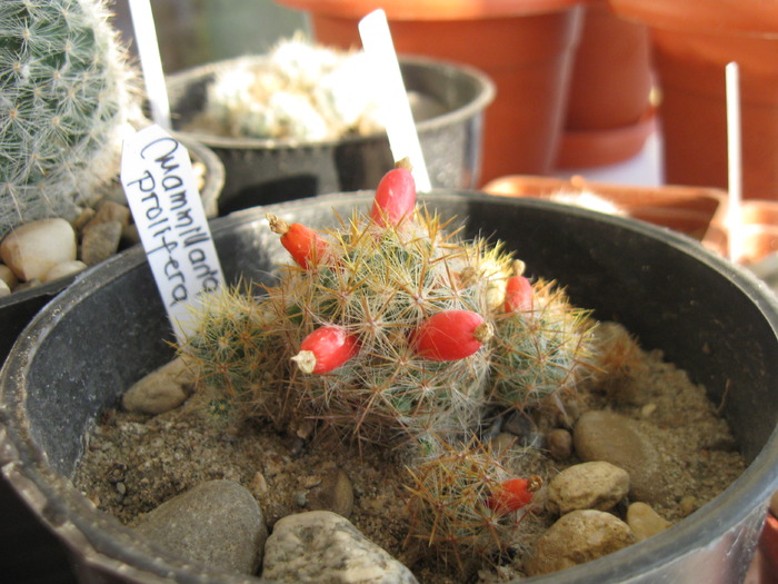 Mammillaria prolifera-fructe